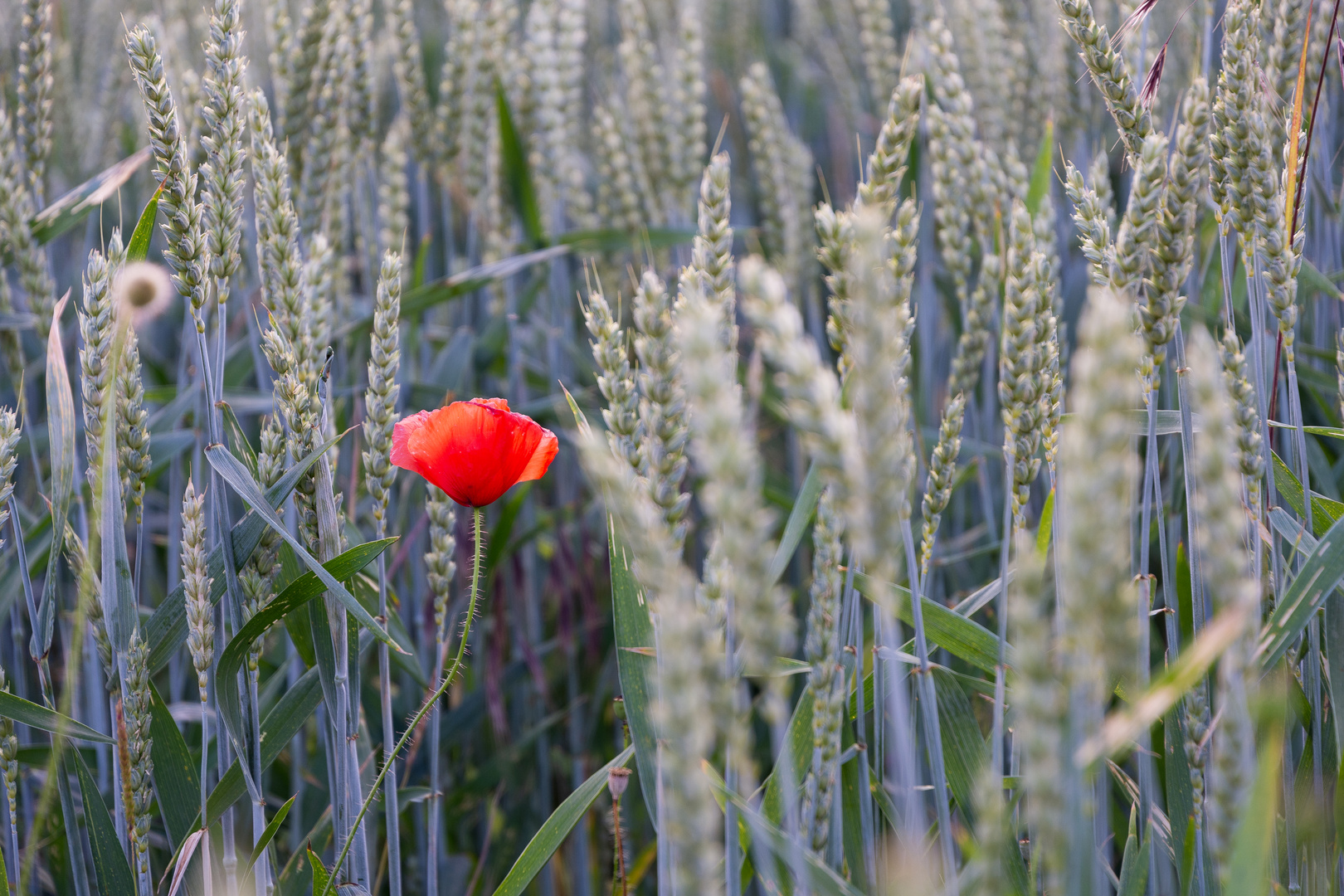 Rot ist die Liebe