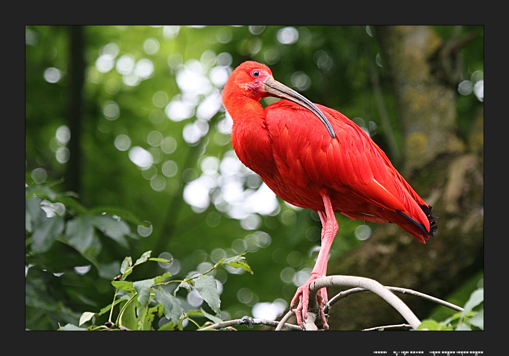 Rot ist keine Tarnfarbe