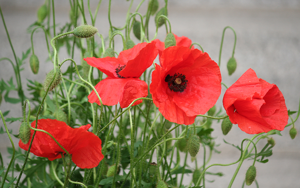 Rot- käppchen im Garten