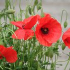 Rot- käppchen im Garten