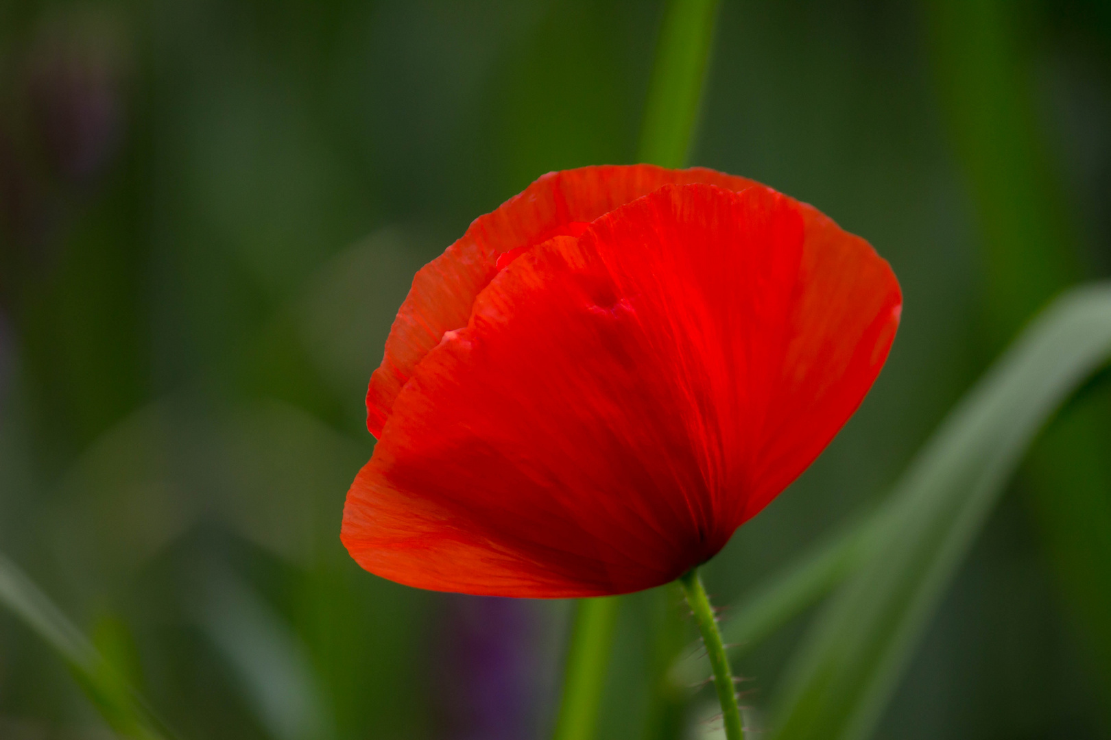 Rot - Knallrot - Klatschmohn