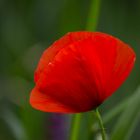 Rot - Knallrot - Klatschmohn