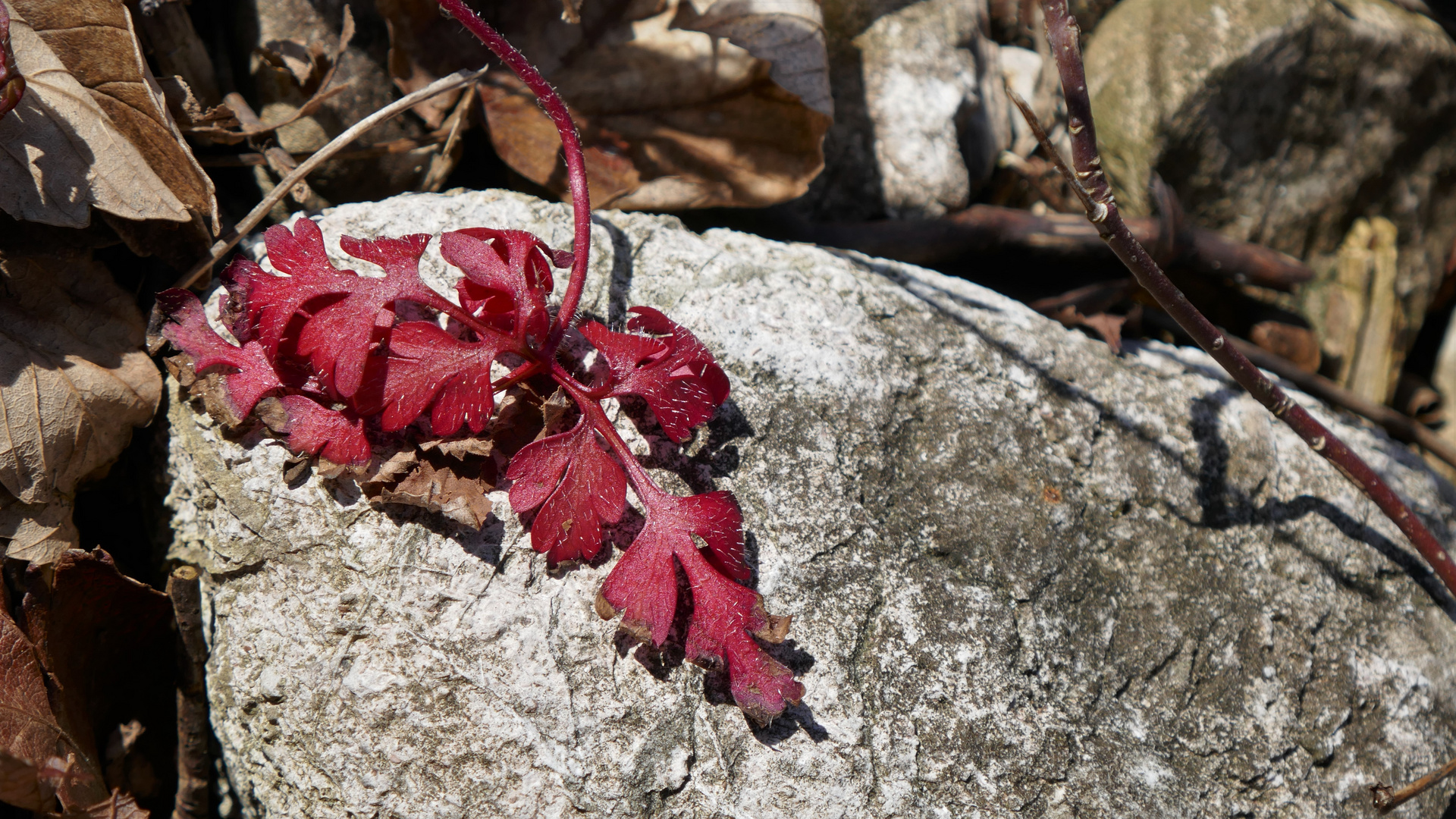 Rot lebt