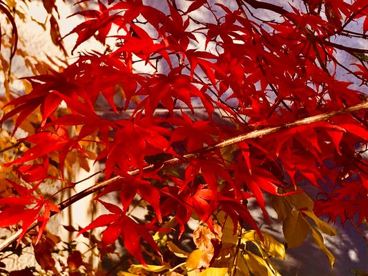 Rot leuchten die Zweige mit Ihren zarten Blättern