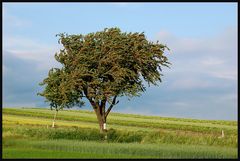 ROT leuchten sie vom Baum...