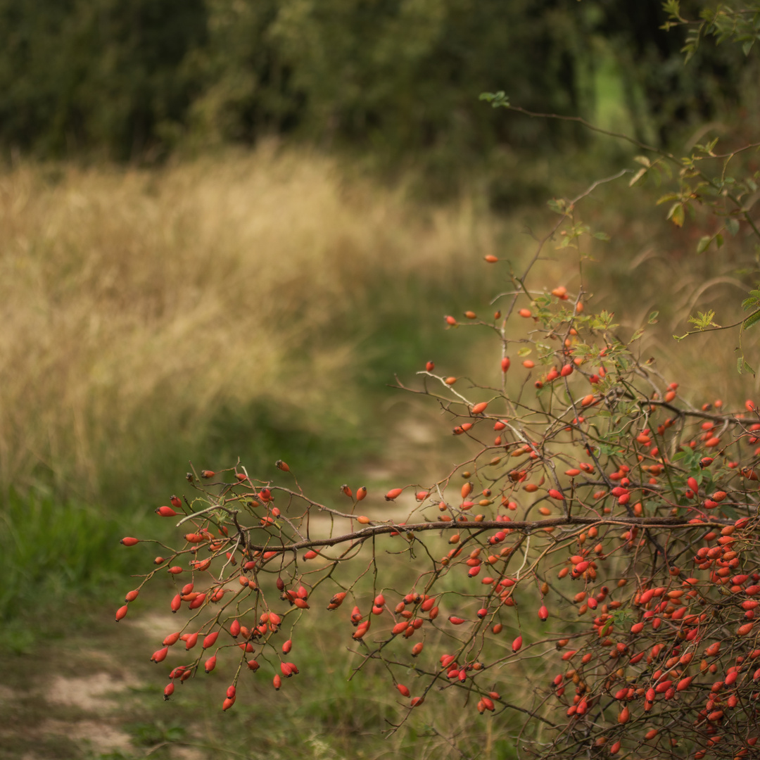 Rot leuchtet der Herbst