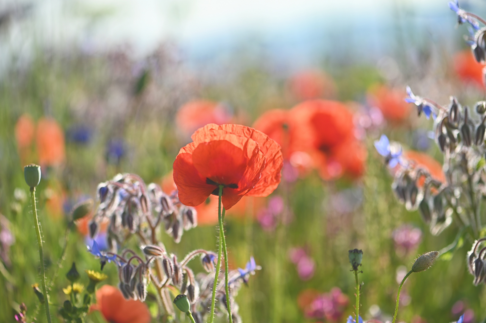 rot leuchtet der Mohn....
