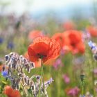 rot leuchtet der Mohn....