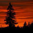 Rot leuchtet es im Schwarzwald