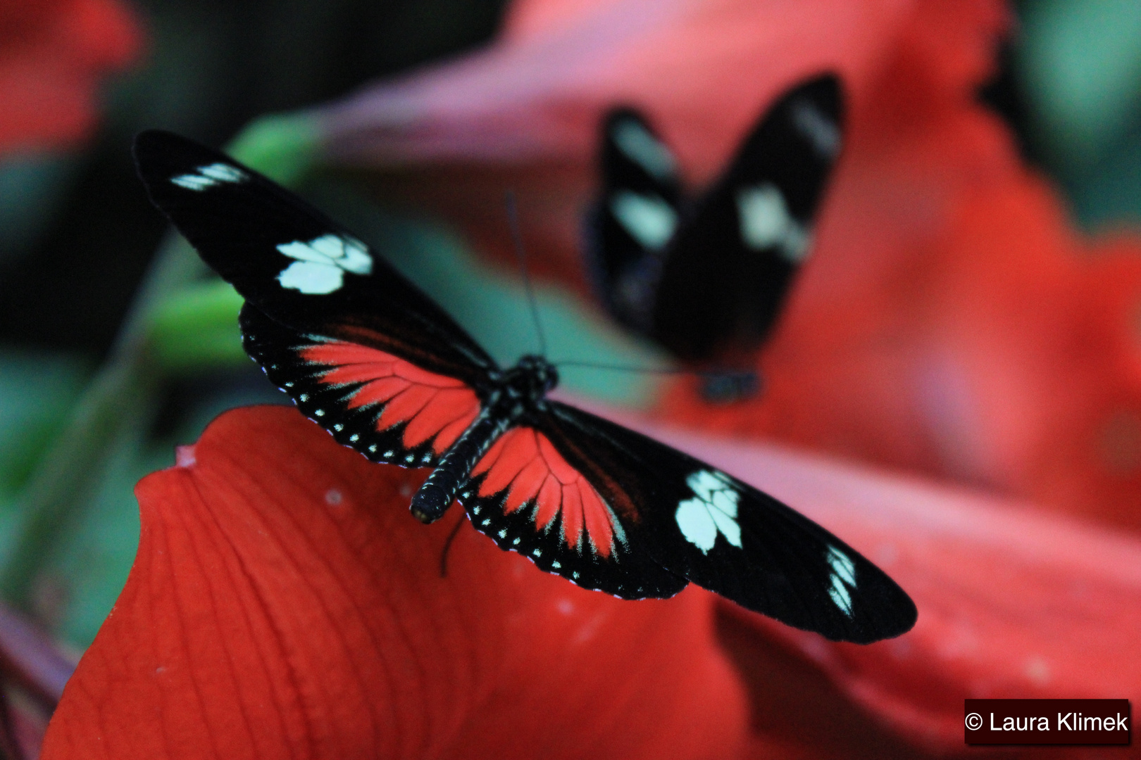 Rot liebender Schmetterling