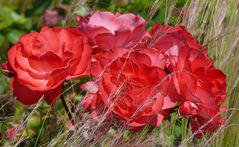 Rot macht glücklich