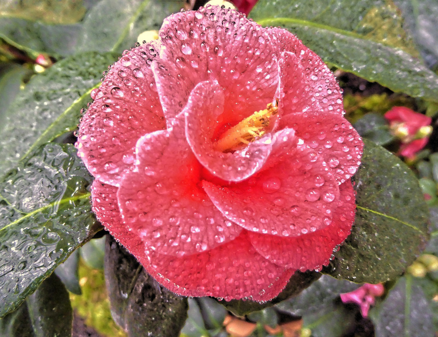 rot-magenta Kamelie mit Wassertropfen