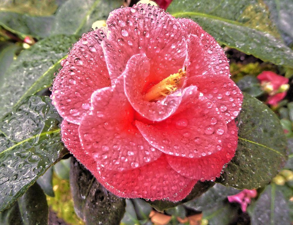 rot-magenta Kamelie mit Wassertropfen