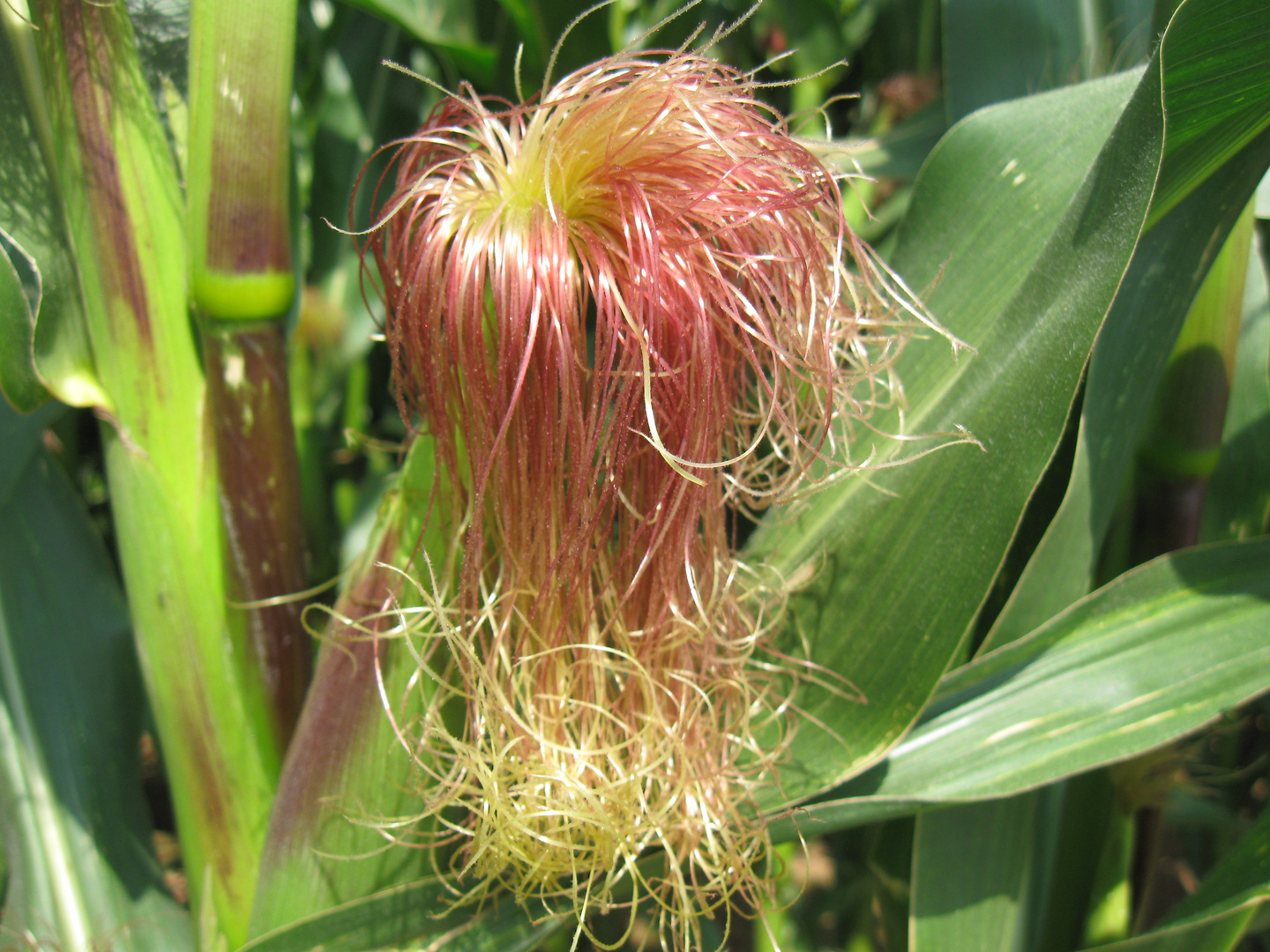 Rot, mit blonden Löckchen