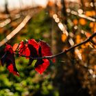 Rot mit Bokeh