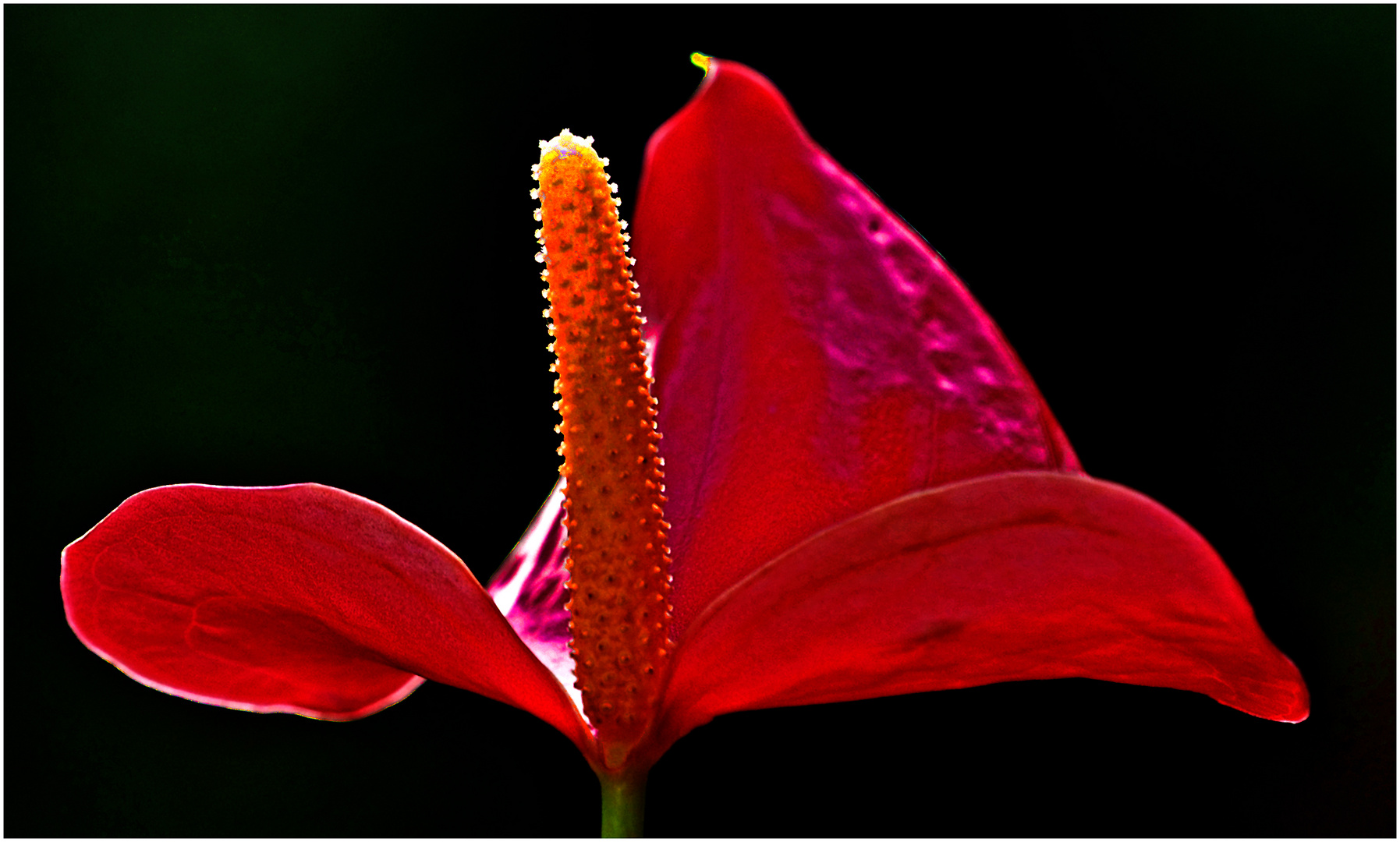 Rot mit etwas Orange