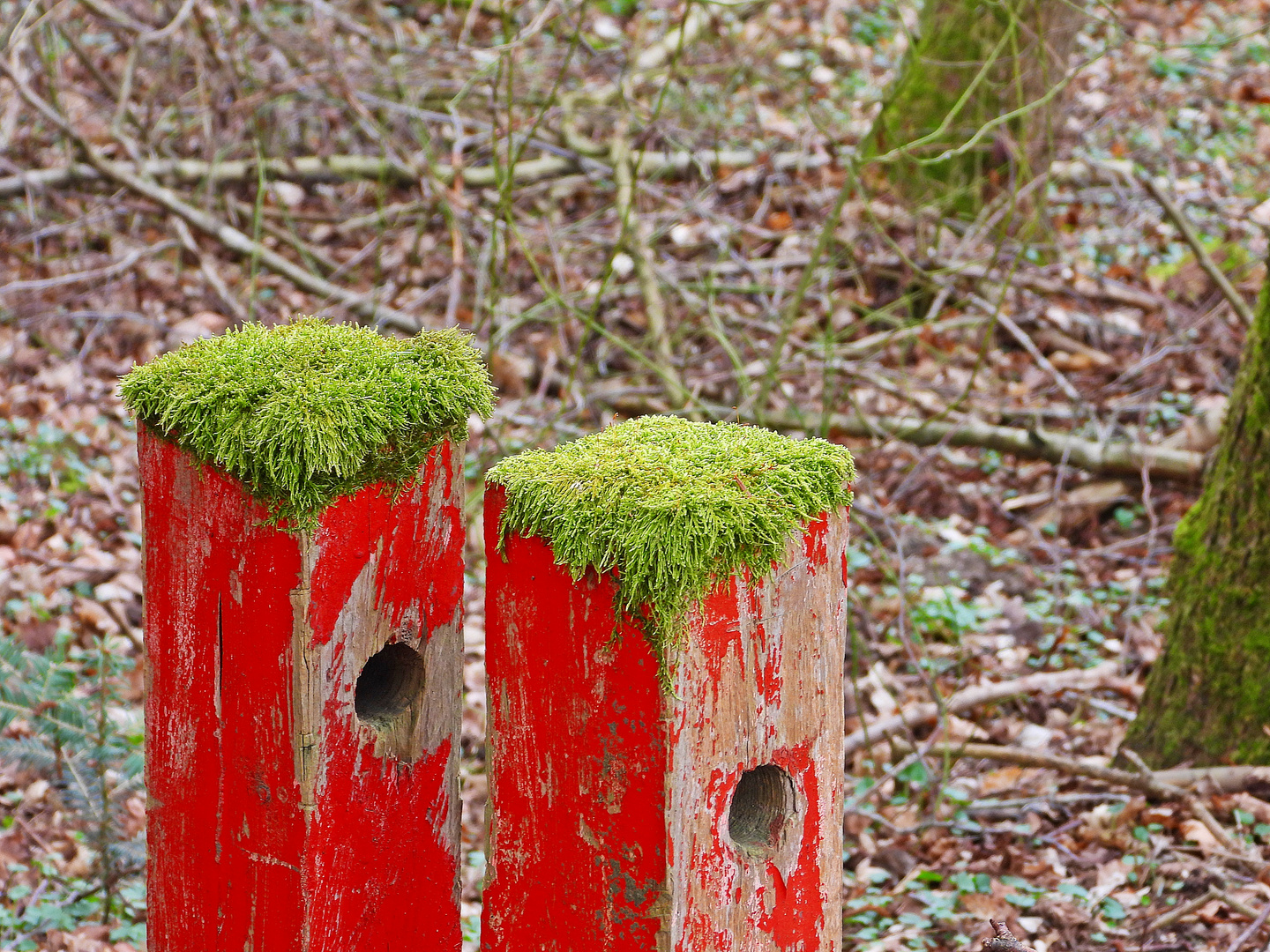 Rot mit grünem Hütchen