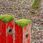 Rot mit grünem Hütchen