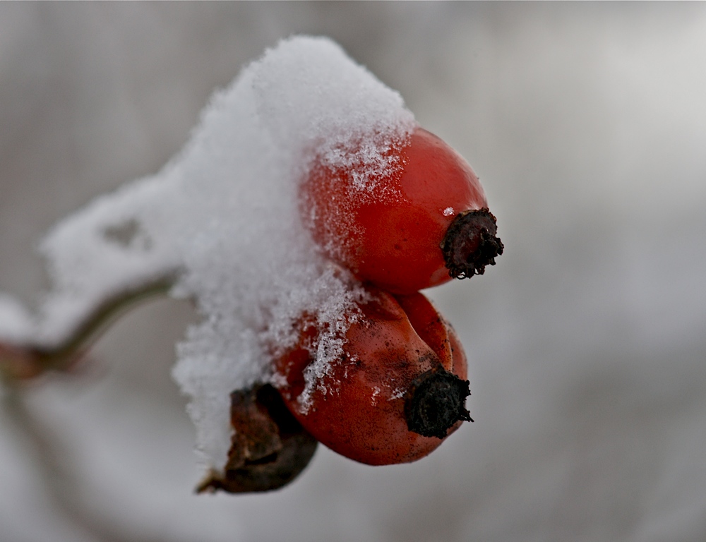 Rot mit Häubchen