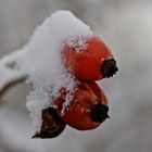 Rot mit Häubchen