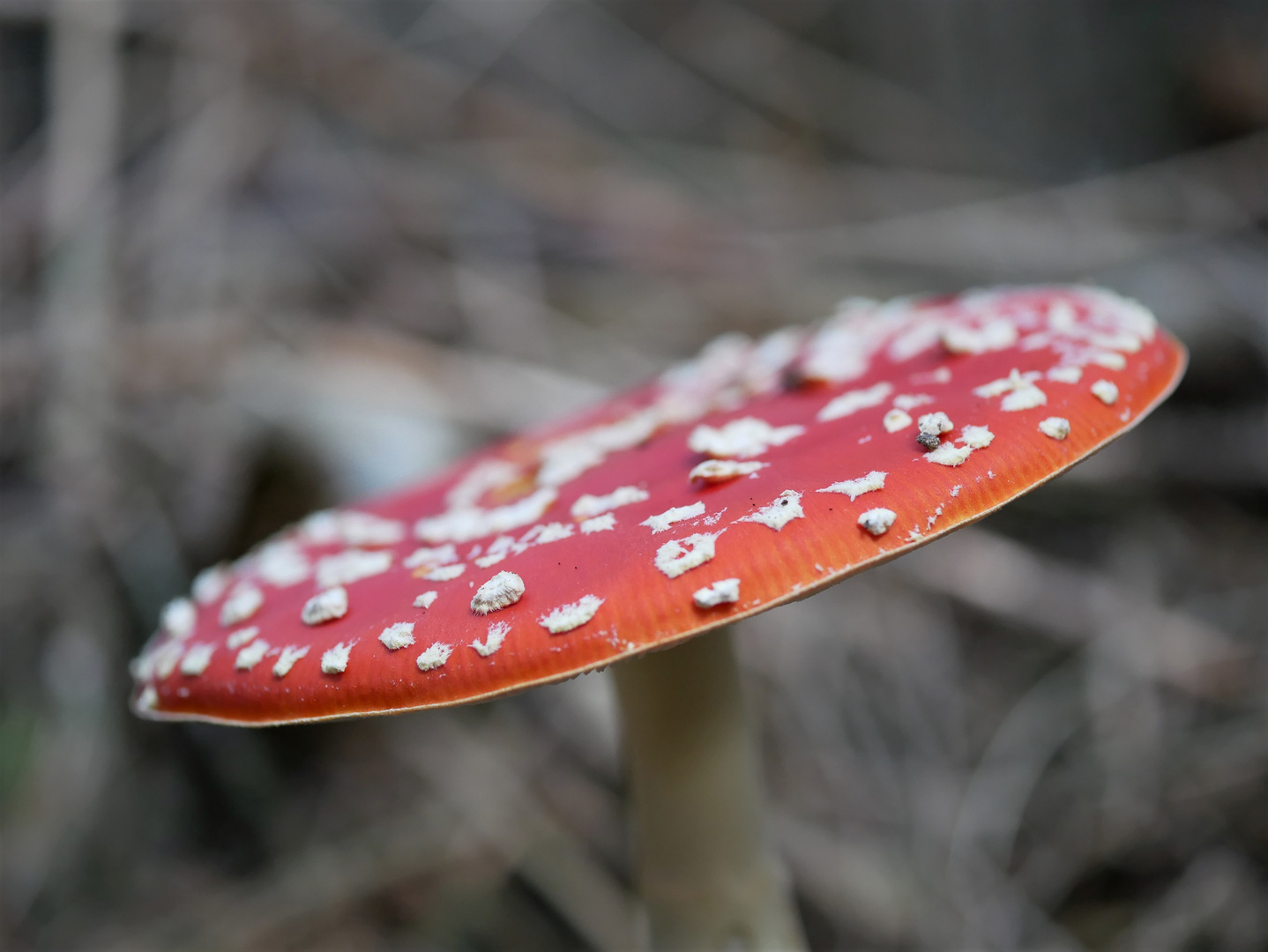 Rot mit Punkten