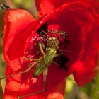 Rot mit Schatten von Grün