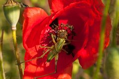 Rot mit Schatten von Grün