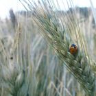 Rot mit schwarzen Punkten an Grün