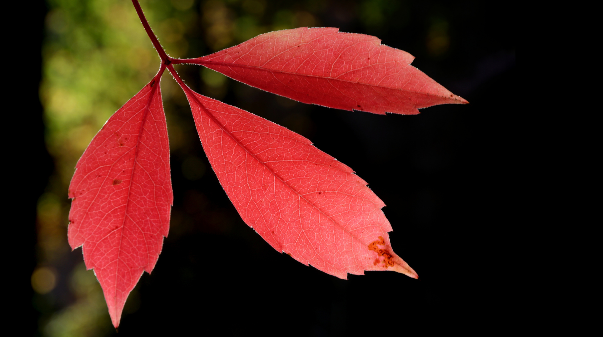 Rot mit Spitze III