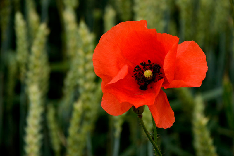 Rot - Mohn