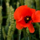 Rot - Mohn