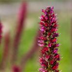 Rot - Natternkopf (Echium maculatum)