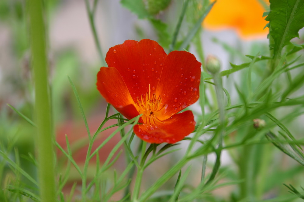 Rot Orange im Tau :-)