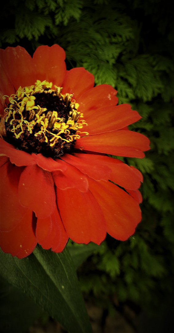 Rot-Orangefarbene Zinnien 