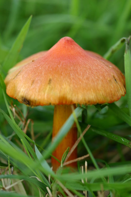 Rot-Oranger unbekannter Pilz