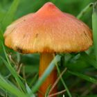 Rot-Oranger unbekannter Pilz