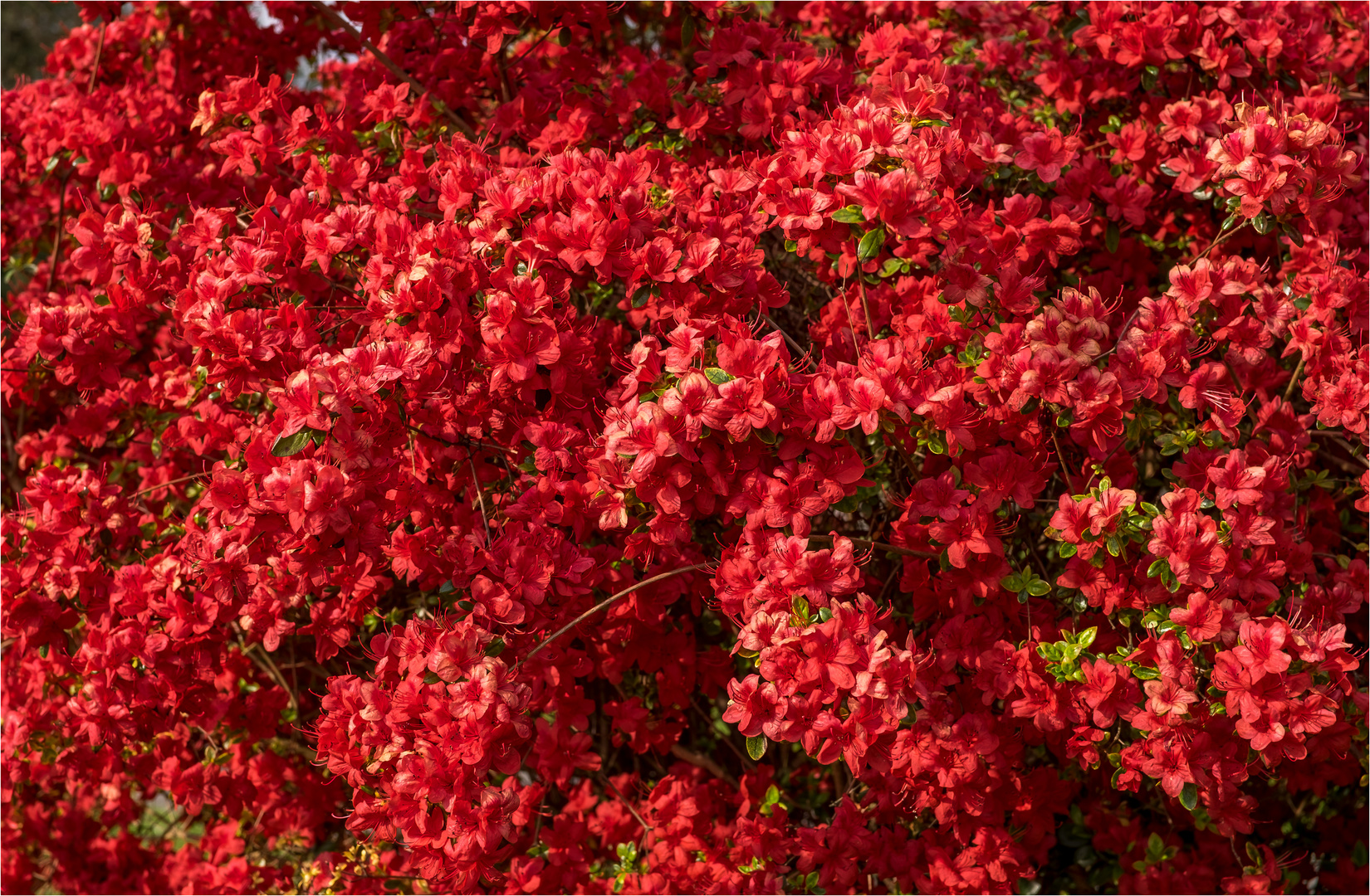 ROT RED ROUGE ROSSO ROJO 