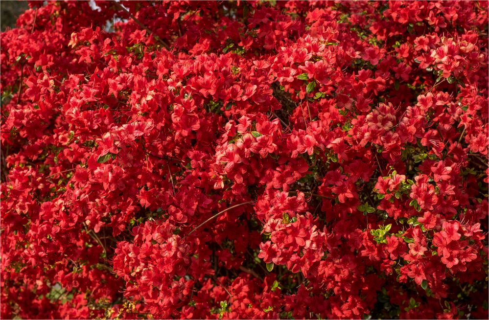 ROT RED ROUGE ROSSO ROJO 