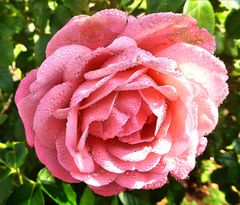 rot-rosa Rose mit Tropfen