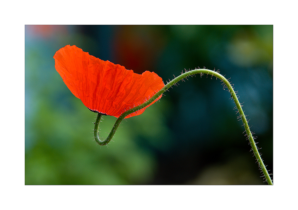 Rot, rot sind nicht nur die Rosen,...