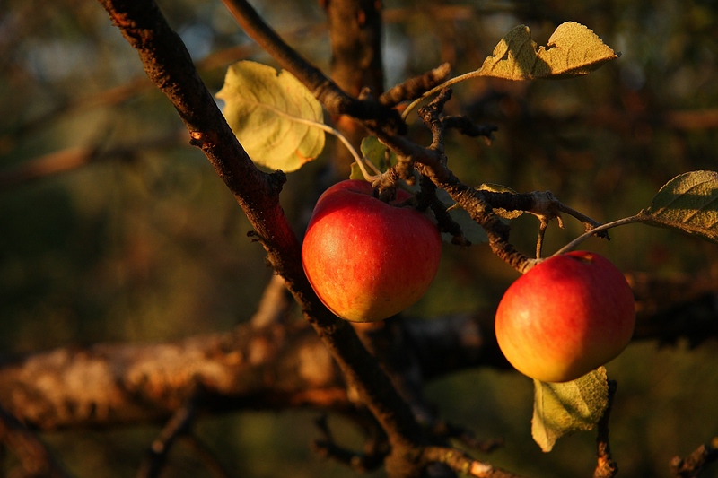 rot, rund, g´sund