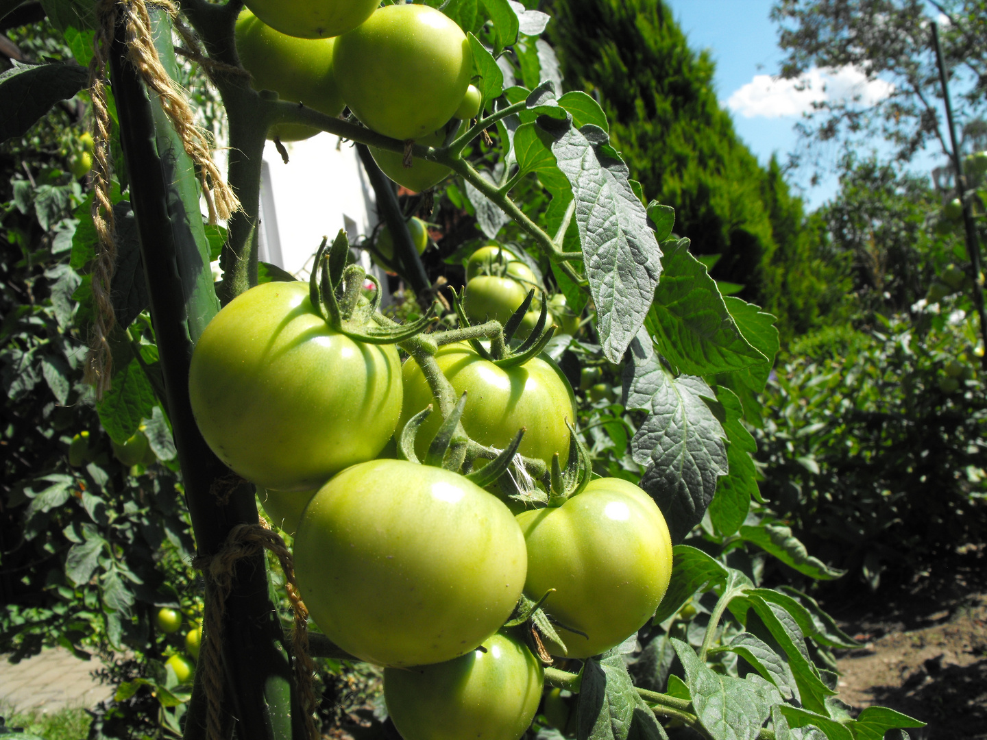 Rot schmecken sie besser