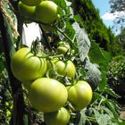 Rot schmecken sie besser