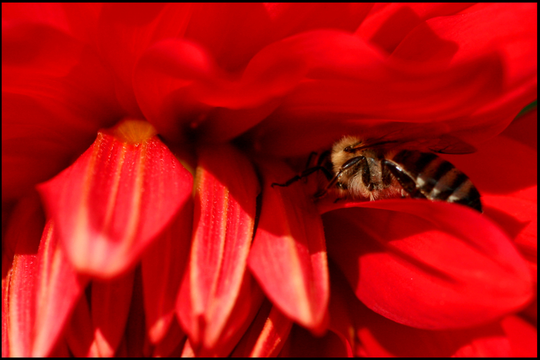 ROT-scHwarZ-gELb