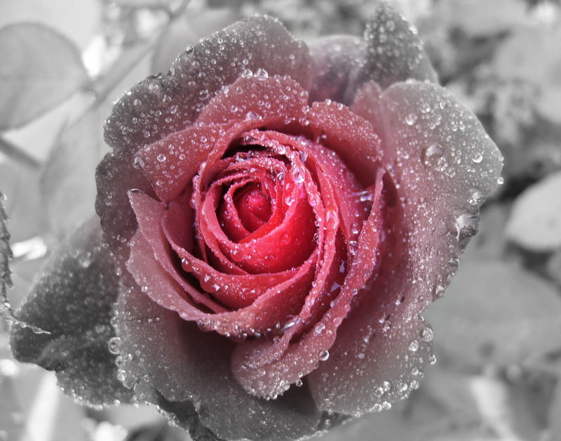 RotSchwarze Rose Foto & Bild pflanzen, pilze & flechten, blüten