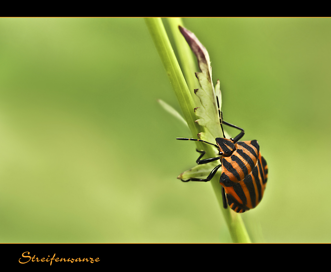 Rot - Schwarze Streifenwanze.