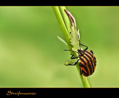 Rot - Schwarze Streifenwanze.