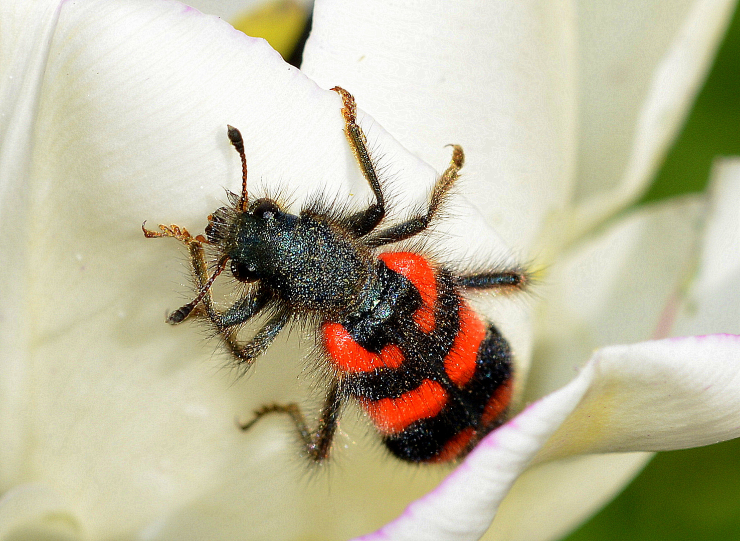 rot schwarzer käfer...