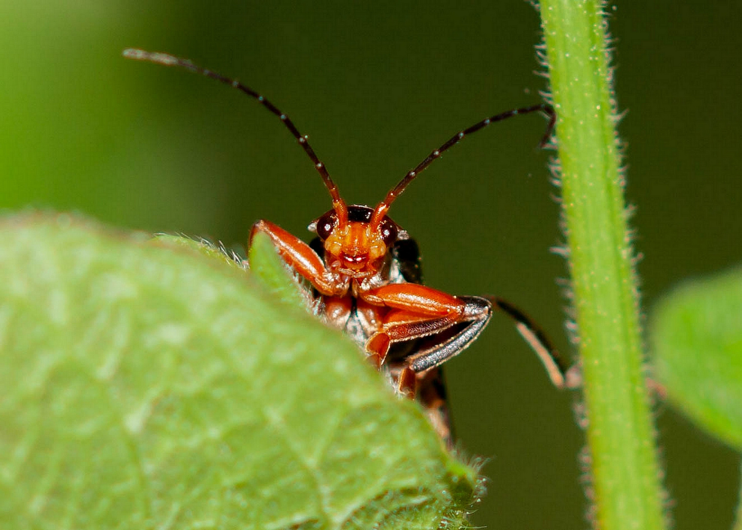 Rotschwarzer Käfer Foto & Bild tiere, wildlife, insekten Bilder auf