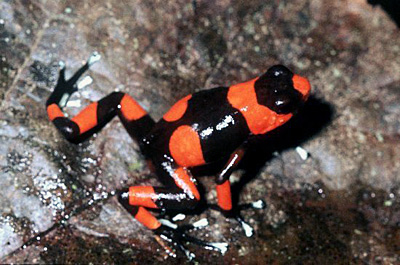 Rot Schwarzer Pfeilgiftfrosch